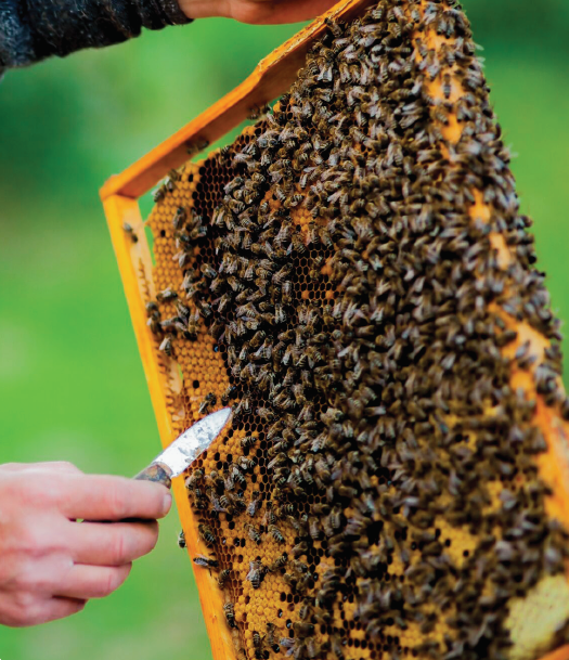 Sweet success for honey producers - ZimTrade - Zimbabwe Trade